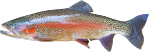 trout