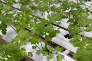 coriander