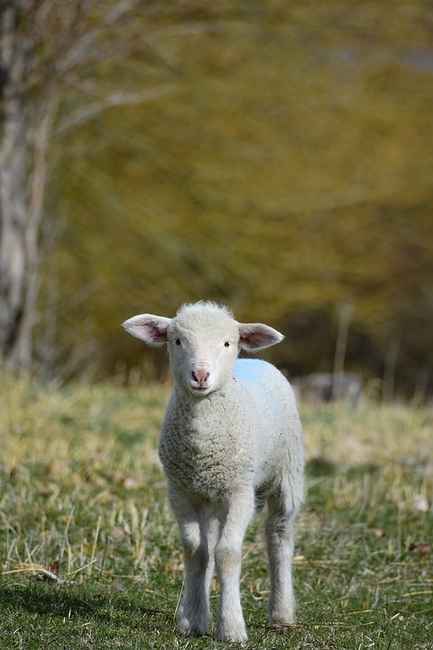 lamb